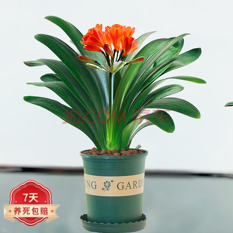 以琛君子兰盆栽室内绿植花卉带盆带土四季常青花卉 3-4叶片(0.