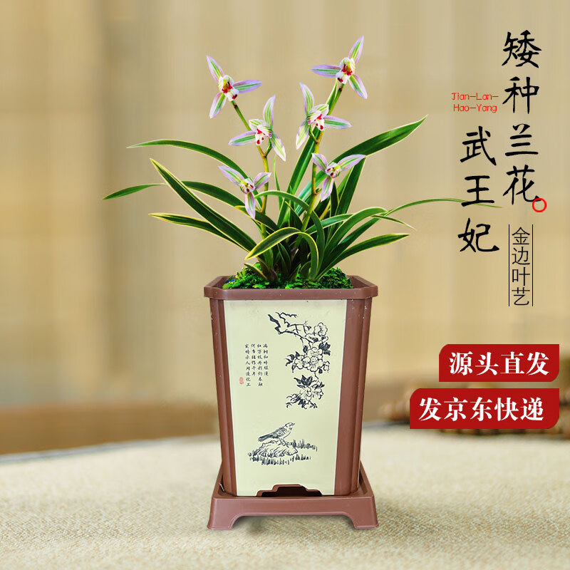 劉閣蘭花兰花建兰四季兰武王妃不带花苞花卉盆栽 5苗带芽带小蓝四方