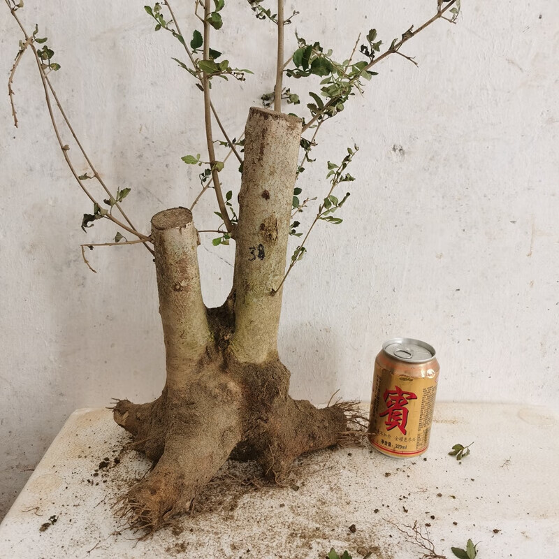 七抒对节白蜡盆景熟桩生桩 野外老桩 矮霸大树阳台室内外造型盆栽绿植