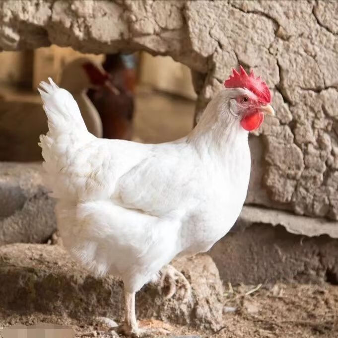 白来航鸡活苗高产蛋白羽鸡鸡苗白壳蛋鸡苗土鸡白公鸡白毛鸡苗包活 3-4