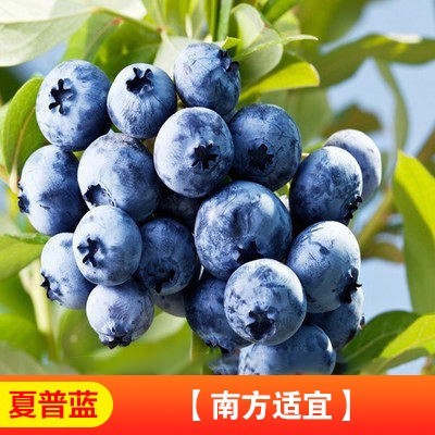 如何查看苗木的历史价格|苗木价格走势图