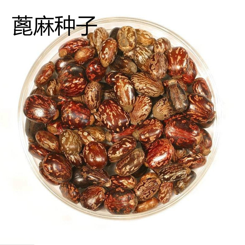 紫歆蓖麻种子 蓖麻子 红蓖麻种子 老麻了 草麻 红蓖麻半斤.