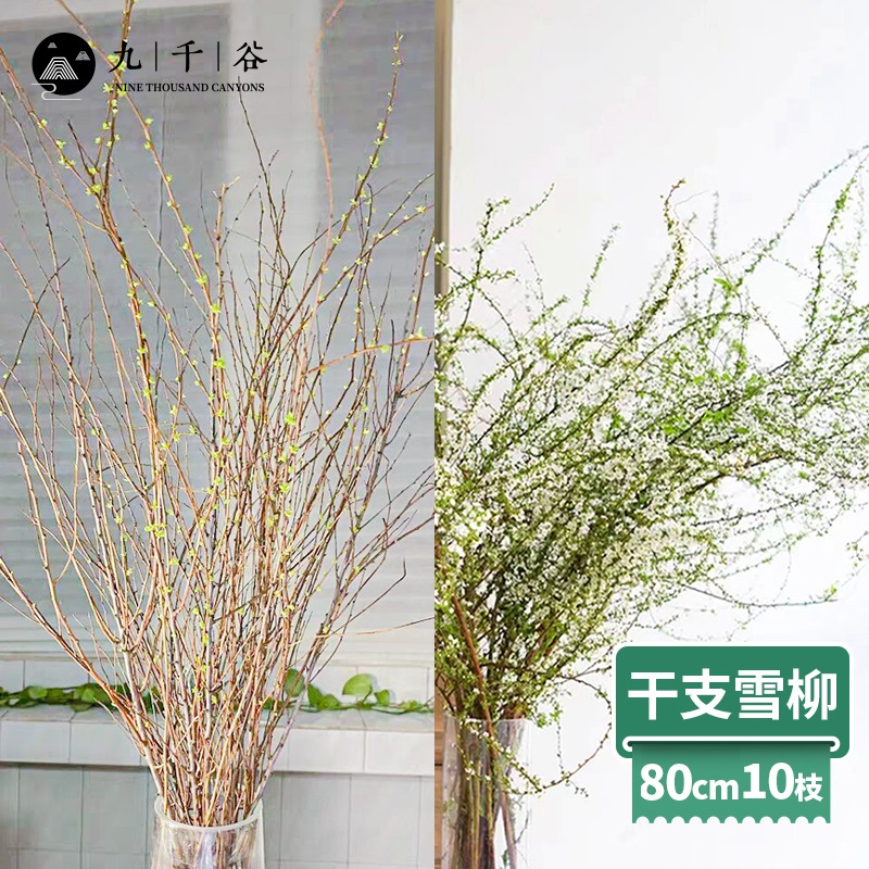 柳苗 相关京东优惠商品 价格图片品牌优惠券 虎窝购