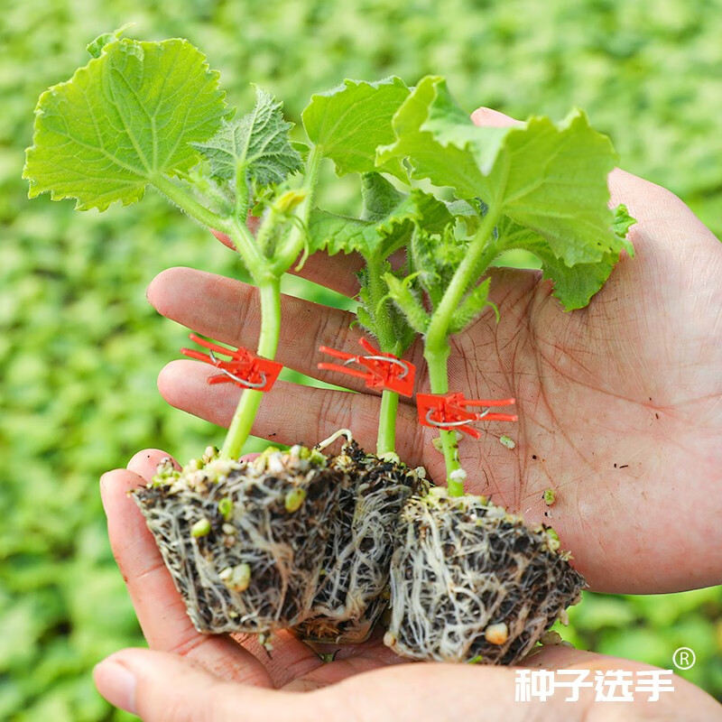 农之子(nongzhizi)青黄瓜种子老品种阳台种籽种 苗刺 嫁接黄瓜苗 5棵