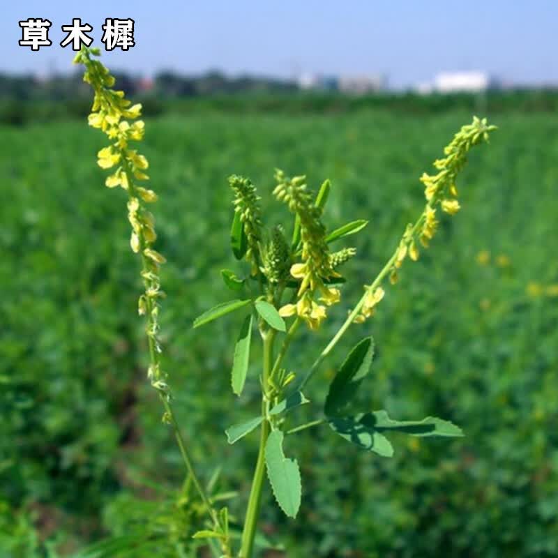 冷落草绿中城黄花苜蓿草木樨牧草种子野苜蓿籽铁扫把省头草香马料