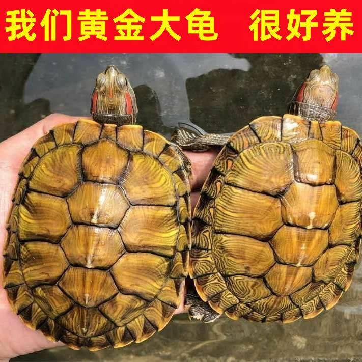 宠以沫黄金巴西大小乌龟活物宠物龟情侣观赏龟长寿镇宅活体 发黄11-13厘米镇宅黄金龟 2只龟:购100克龟粮装怎么看?