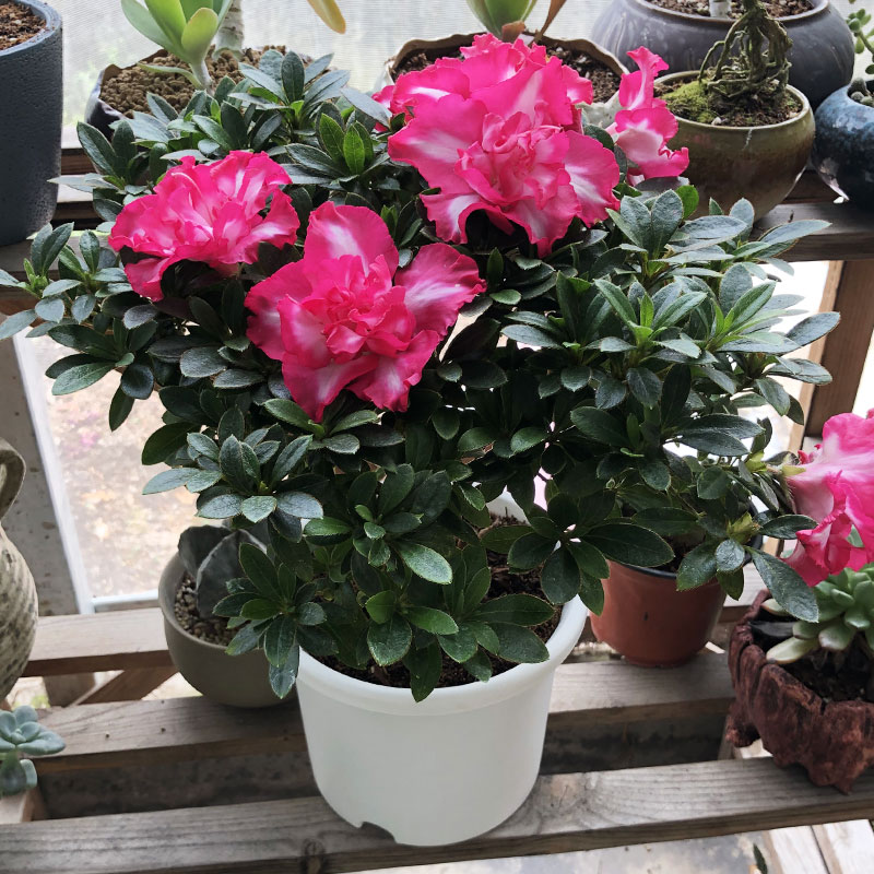 盆栽带花苞花苗室内花卉盆栽杜鹃花四季开花室内盆栽花卉庭院树风景树