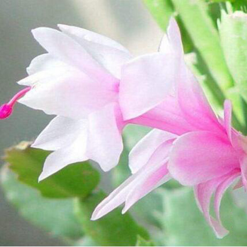 花询 盆栽蟹爪兰花苗 可嫁接仙人掌蟹爪兰 多肉植物带根 浅粉 单棵