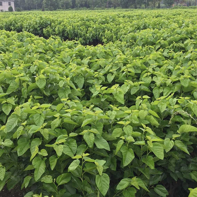 新鲜桑叶养蚕宝宝蚕桑树苗现挖小桑苗饲料桑 强桑1号地径0.