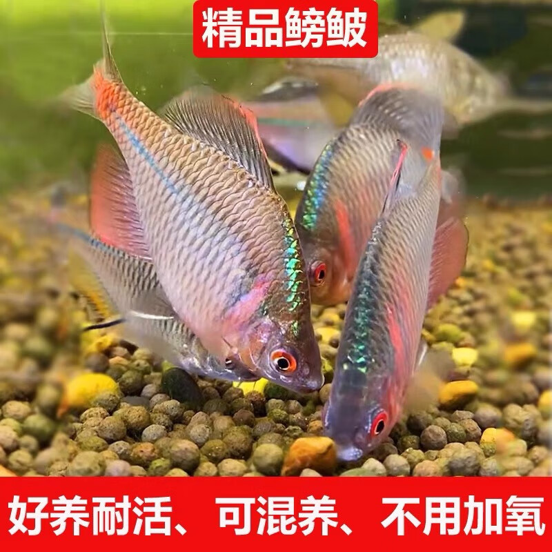 高體鳑鲏魚觀賞魚冷水魚原生魚七彩旁皮魚旁皮活體小型淡水魚好養(yǎng) 3-4厘米公母混搭60條包活53條