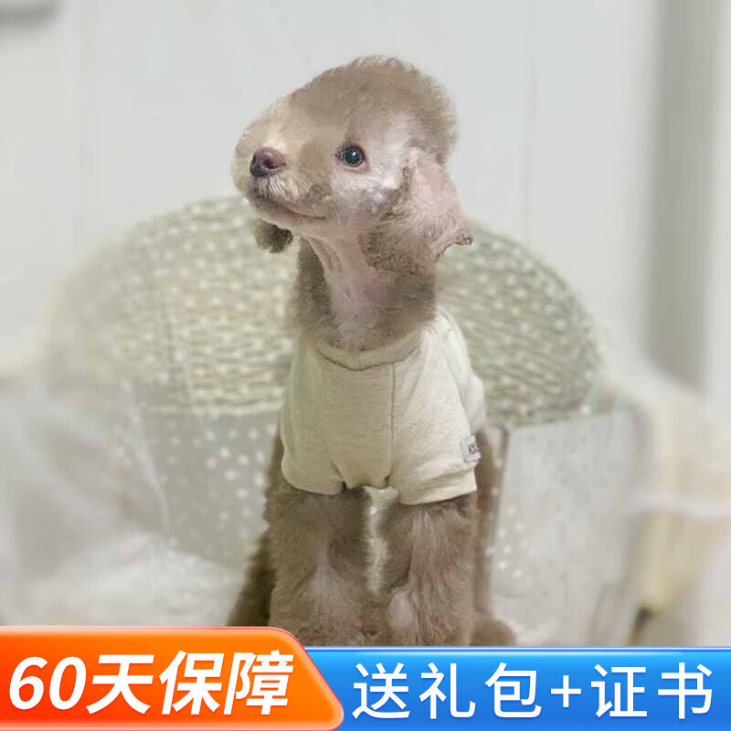 玄宠贝灵顿梗幼犬幼崽纯种宠物狗狗贝灵顿活体活物 宠物级 公