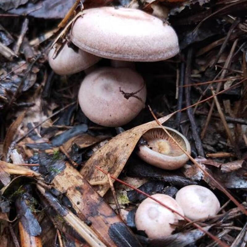 茗仟枞树菌 湖南丛菌 新鲜松乳菇 雁来蕈 枞树菌 雁鹅菌 松树菌 乌色