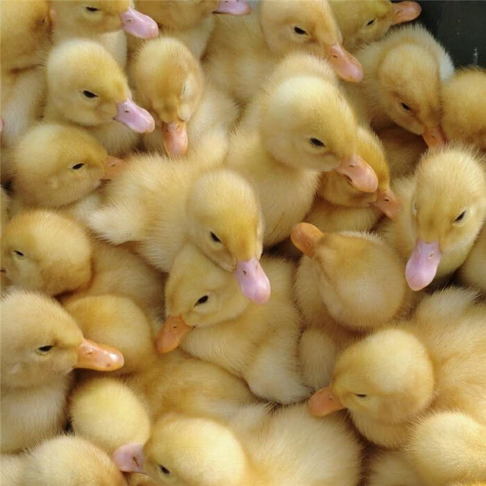 养殖场大种产蛋麻鸭苗杂交鸭苗黑鸭苗小鸭子活苗番鸭活苗白鸭灰鸭