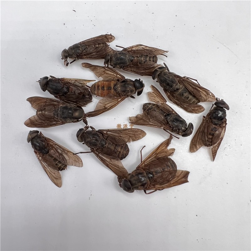 牛虻虫100克 药材大牛苍蝇 牛虻 牛牤虫 牛氓虫 食用可磨粉 50克