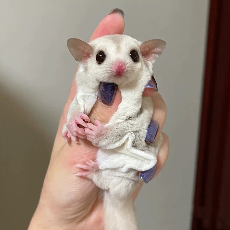 麦基乐蜜袋鼯宝宝白脸蜜袋鼯小飞鼠幼崽蜜袋鼬活物饲养资料 定金价格