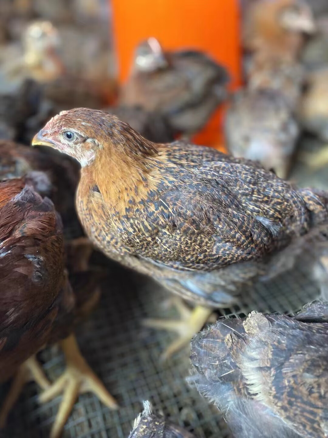 产蛋王麻羽土鸡活苗绿壳蛋鸡下蛋鸡活鸡包活到家脱温半大小鸡五黑