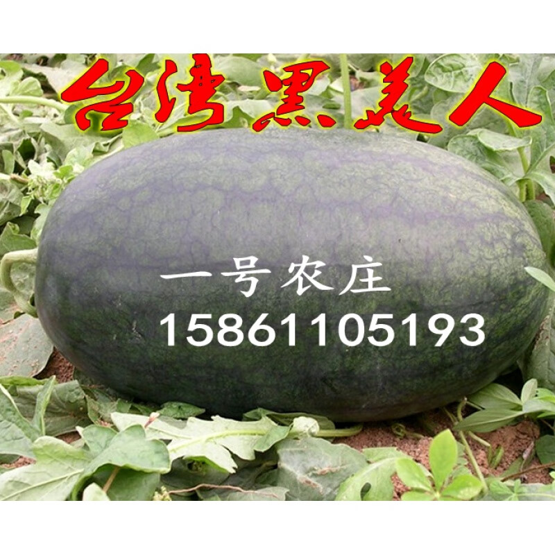 春枝韵正宗黑美人西瓜种子种籽特大四季小无籽京欣8424甜王巨型高产