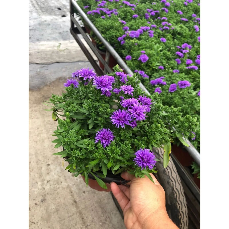 晗畅 四季翠菊盆栽紫苑花苗耐寒易养翠菊植物室内庭院阳台花卉 紫苑