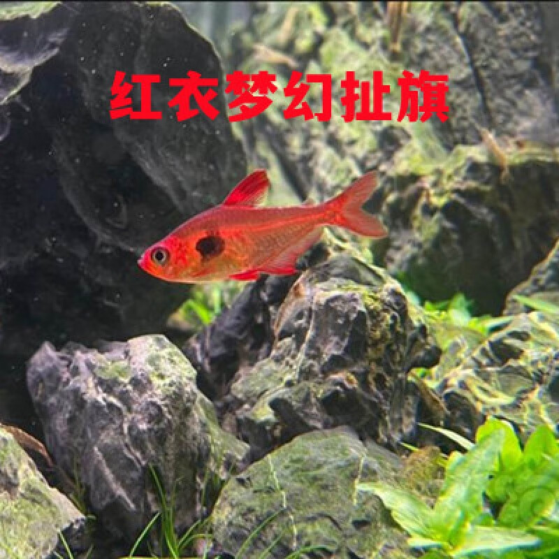 红衣梦幻旗红大勾玫瑰扯旗南美灯鱼小型热带观赏活体鱼草缸群游鱼 1cm