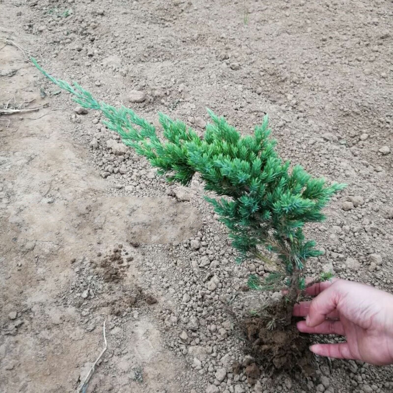 仟草集铺地柏苗铺地爬地柏盆景苗小苗四季常青盆景素材苗叶小翠绿柏树