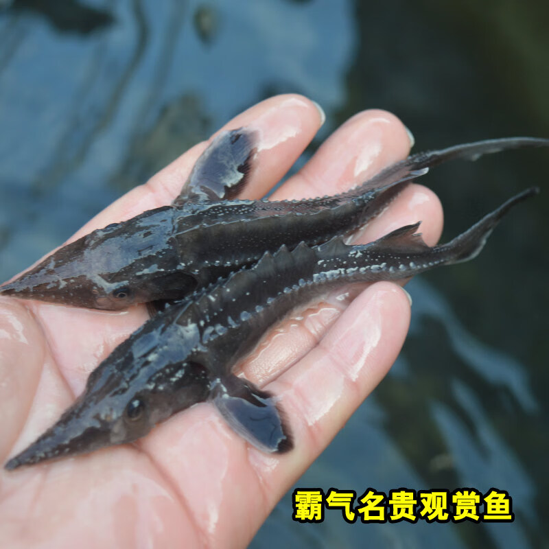 鲟鱼淡水养殖鱼中华观赏鱼活体尖嘴鲟大型冷水鱼鲟鱼 优质8-10厘米1条