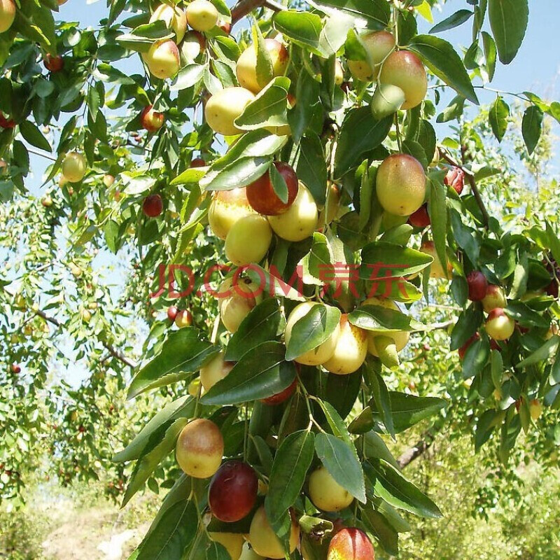 花俊果树苗冬枣树树苗 苗木 果苗枣子树苗嫁接枣树苗沾化金丝冬枣苗盆