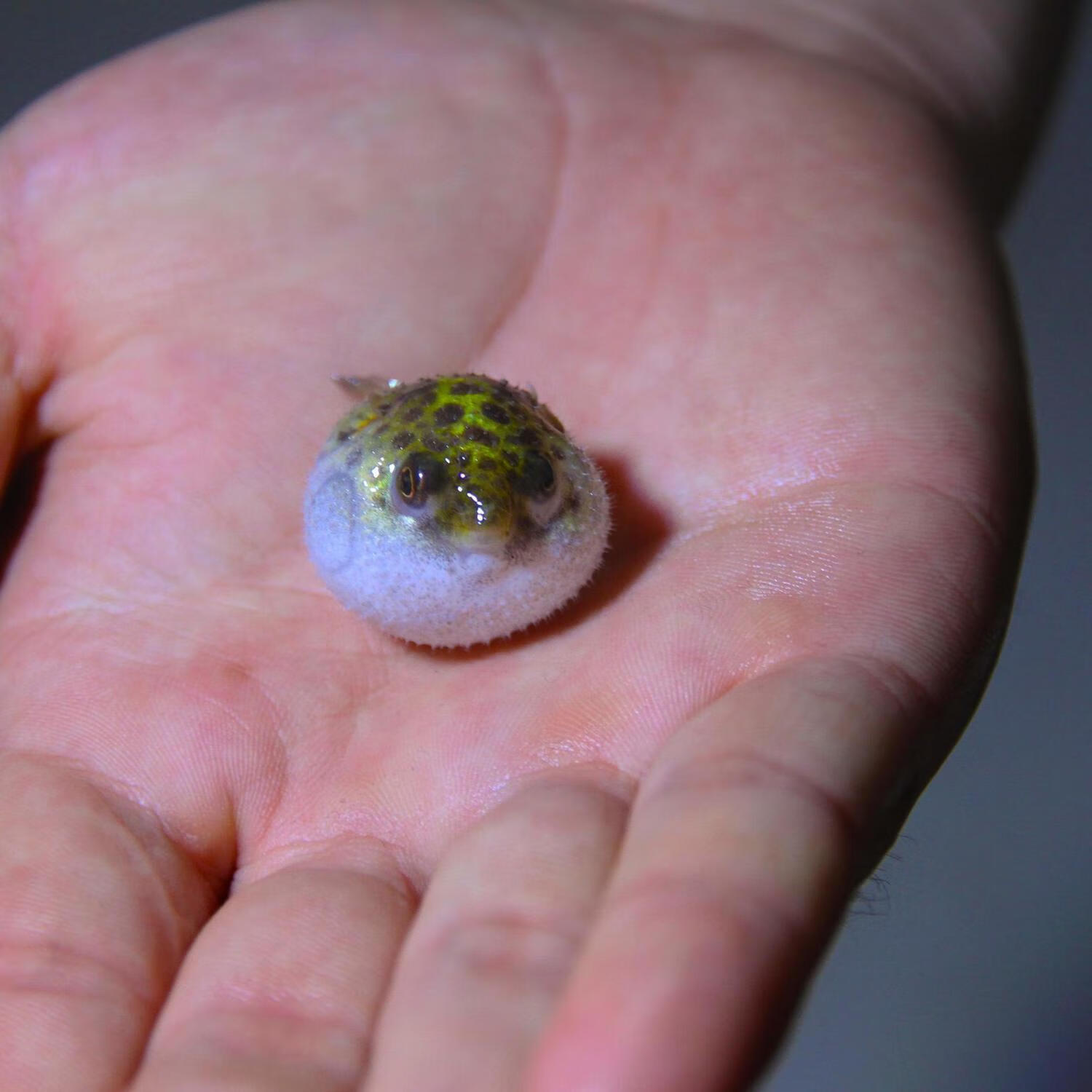 墨一会生气的鱼河豚鱼潜水艇小型巧克力娃娃狗头热带淡水观赏宠物活体