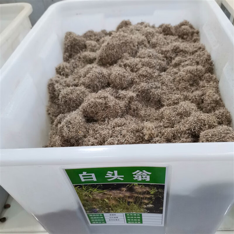 种子花籽奈何草白头草老姑草老翁花猫爪子老冠花种籽 白头翁种子一斤