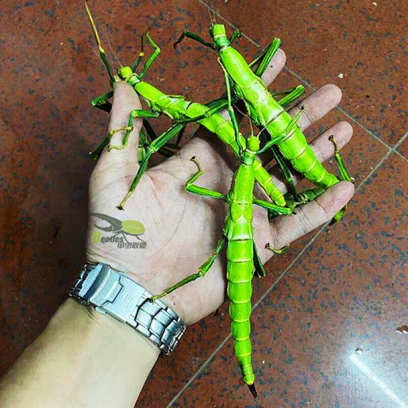 离】绿椒竹节虫活体宠物昆虫叶子虫叶39绿椒竹节虫另类巨扁卵吃芭乐