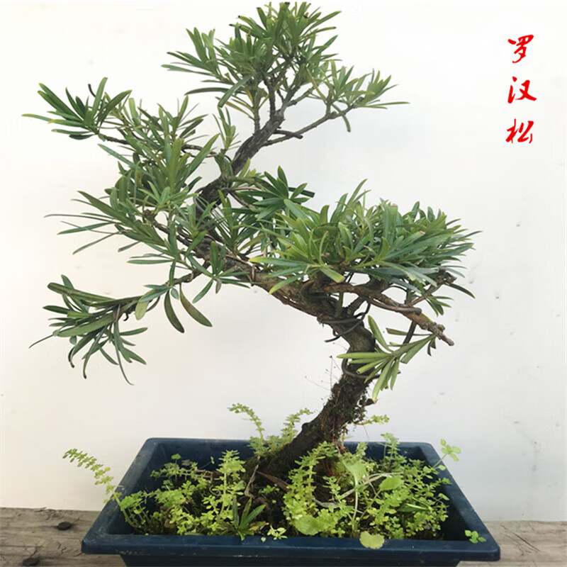 以琛罗汉松盆景树桩桌面庭院绿植造型松树造型盆景 小造型如详情图片