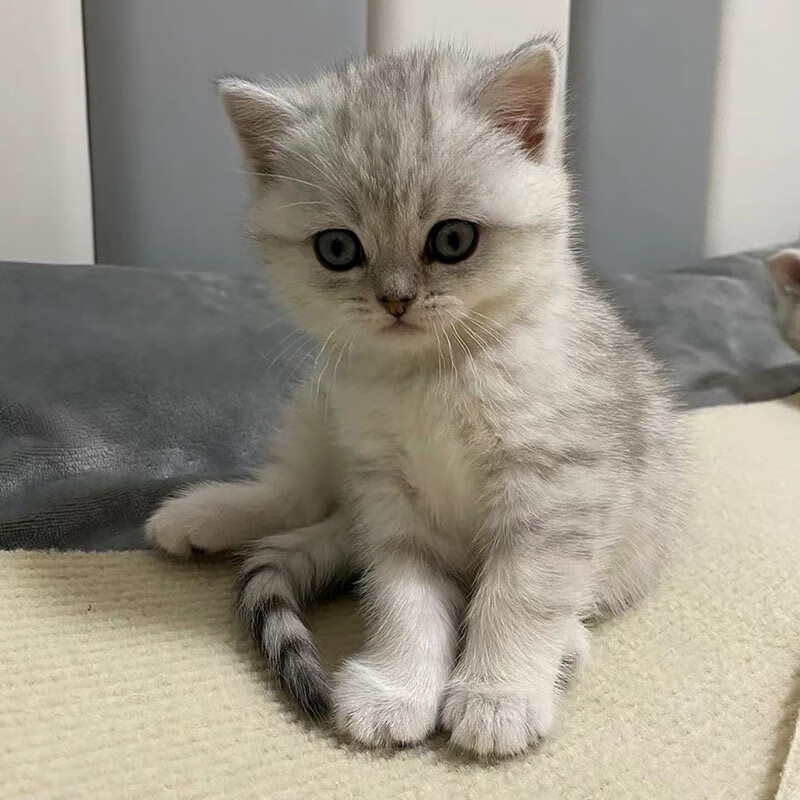 迈乐佳(maleejia)【视频选 终身辅导】纯种银渐层猫活体宠物猫银渐层