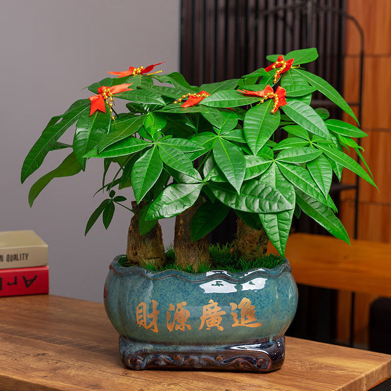迈乐佳发财树盆栽室内花卉办公室绿色植物小盆景客厅招财金钱树盆栽