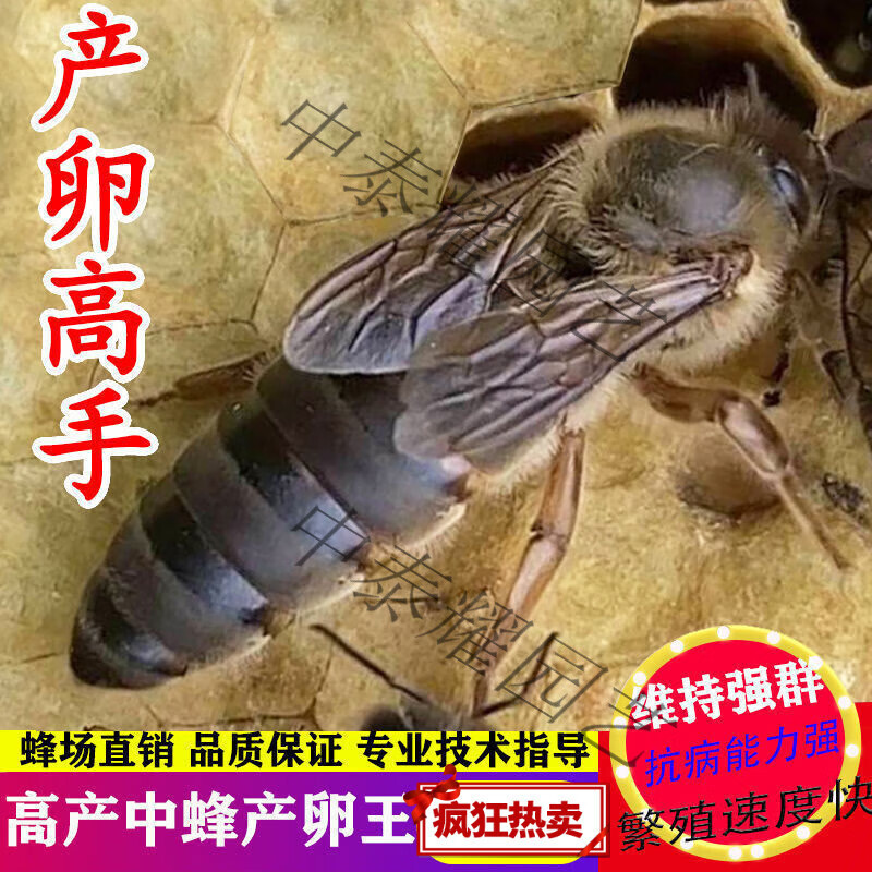 蜂王中蜂王蜂王活体种产交尾阿坝高产王杂交新产王产卵土蜂王 阿坝王