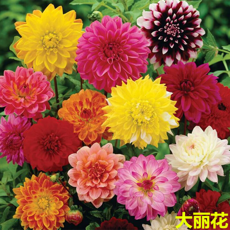 七流婉四季开花重瓣太阳小丽花易活植物盆栽庭院室外大丽子 大丽花100