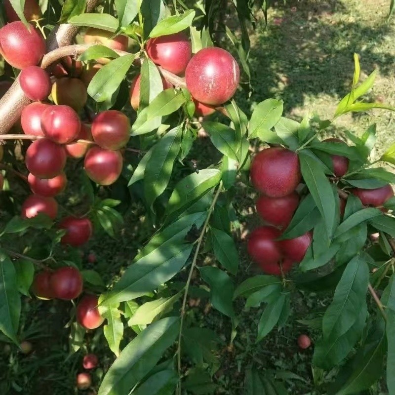 鹏翔宇【顺丰包邮】正宗珍珠枣油桃脆甜枣桃油桃枣蜜桃整箱新鲜应季水果 早熟珍珠枣油桃【白核微酸半离核】 净重4.5-5斤【店长推荐】