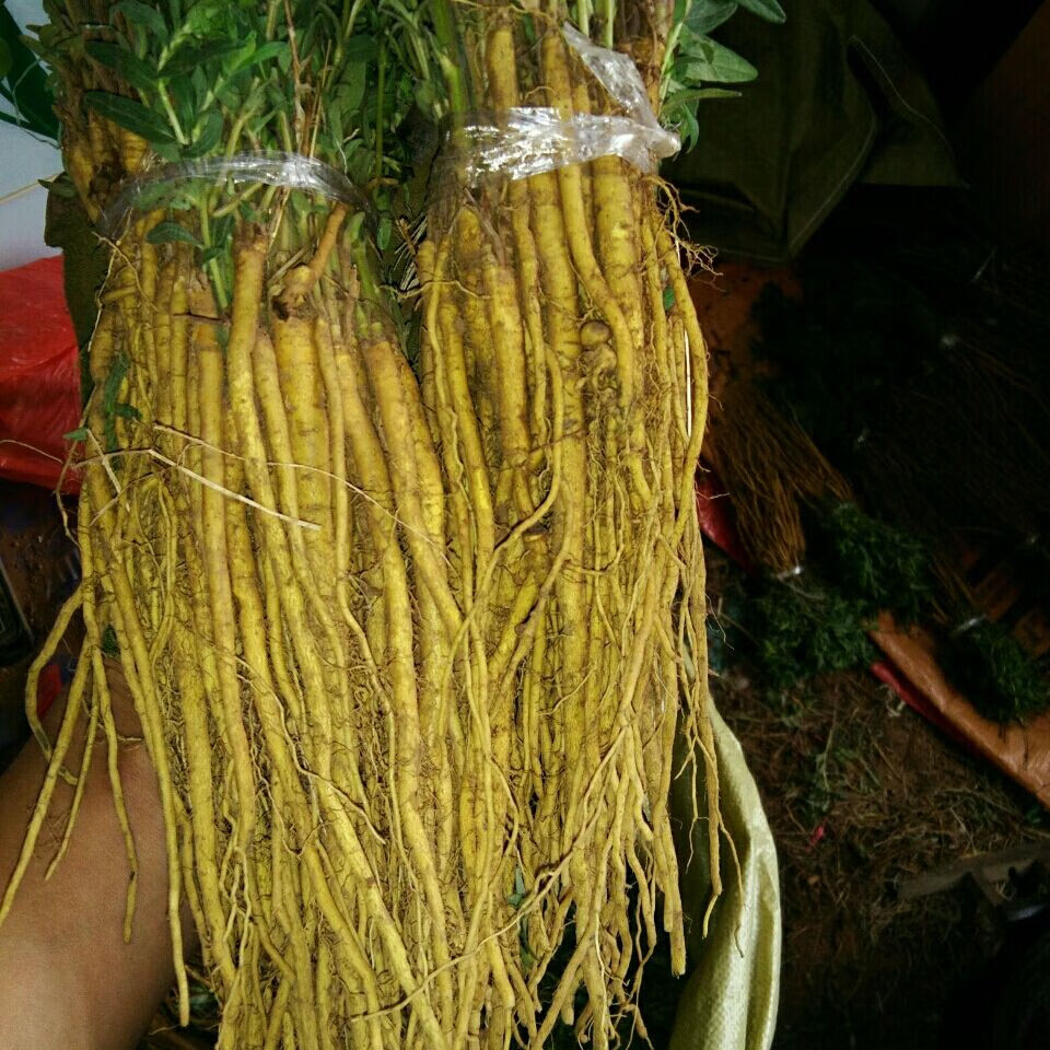 姒桀黄芩苗  黄芩    黄芩   中药苗 黄芩原生态庭院 园林 黄芩10颗