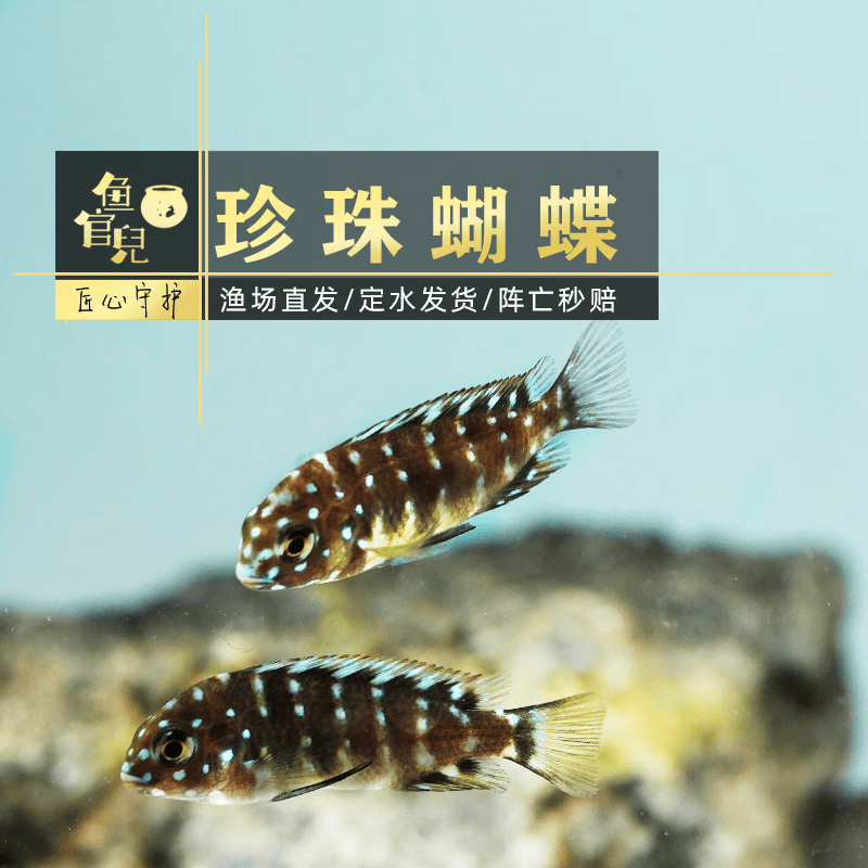 鱼官儿非洲坦鲷三湖慈鲷鱼卷贝类六间珍珠蝴蝶黄金虎黄帆天堂鸟鱼 珍珠蝴蝶1条（2cm）