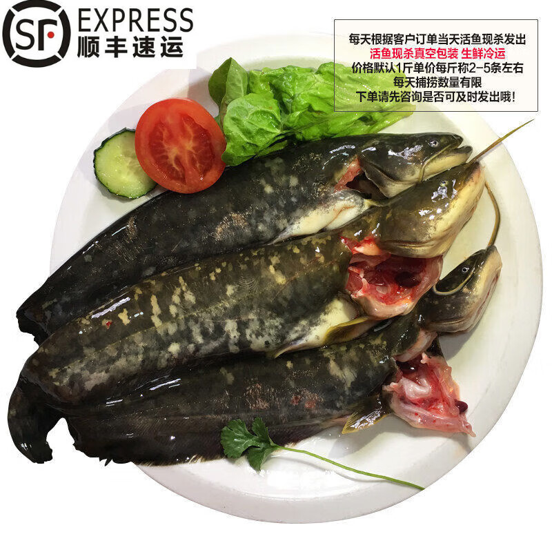 lism淡水鱼水产鲶鱼鲜活现杀土鲶鱼新鲜鲶鱼现捕现杀 二斤装
