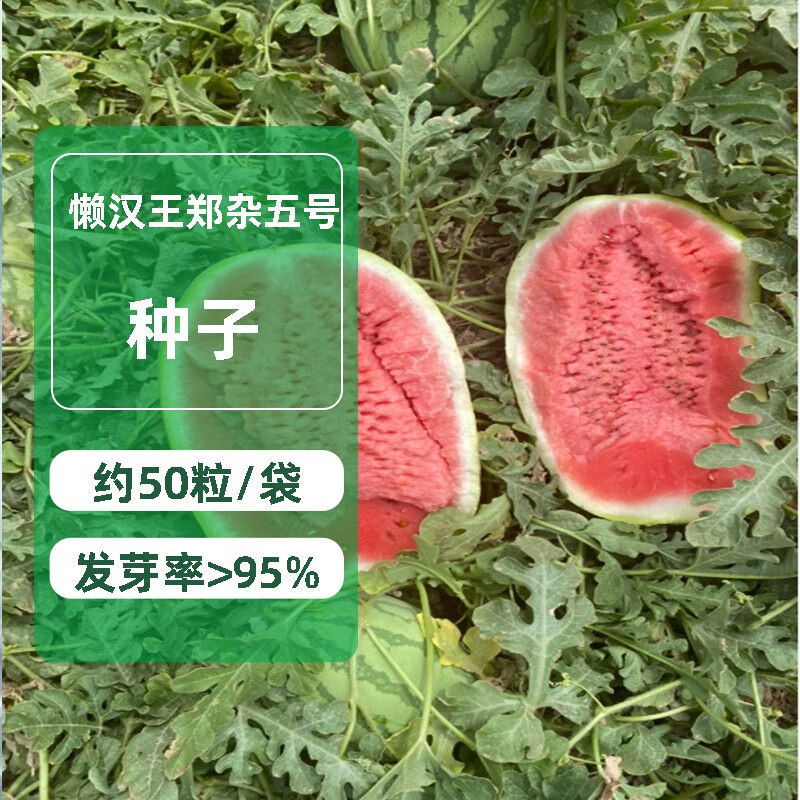 号西瓜种子特大懒汉甜王西瓜种籽超甜四季田园水果种孑 懒汉王郑杂