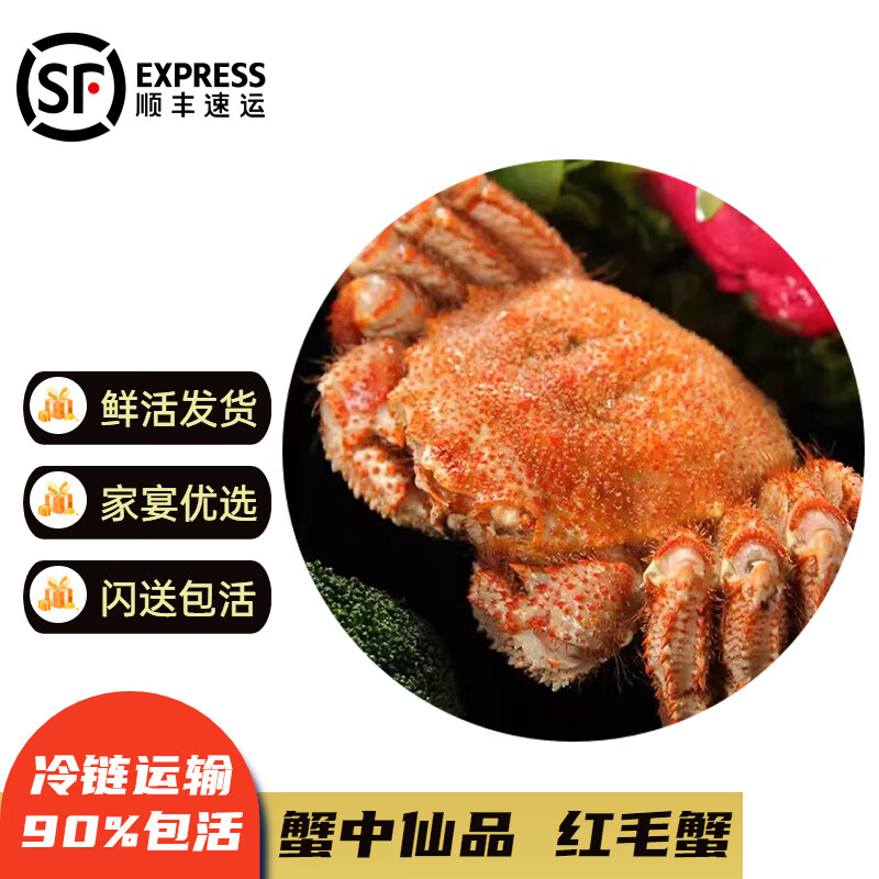 【活鲜】沢素湾 鲜活红毛蟹 1.2-2斤/只海鲜鲜活螃蟹北海道 1.6-1.7斤/只（鲜活发货）