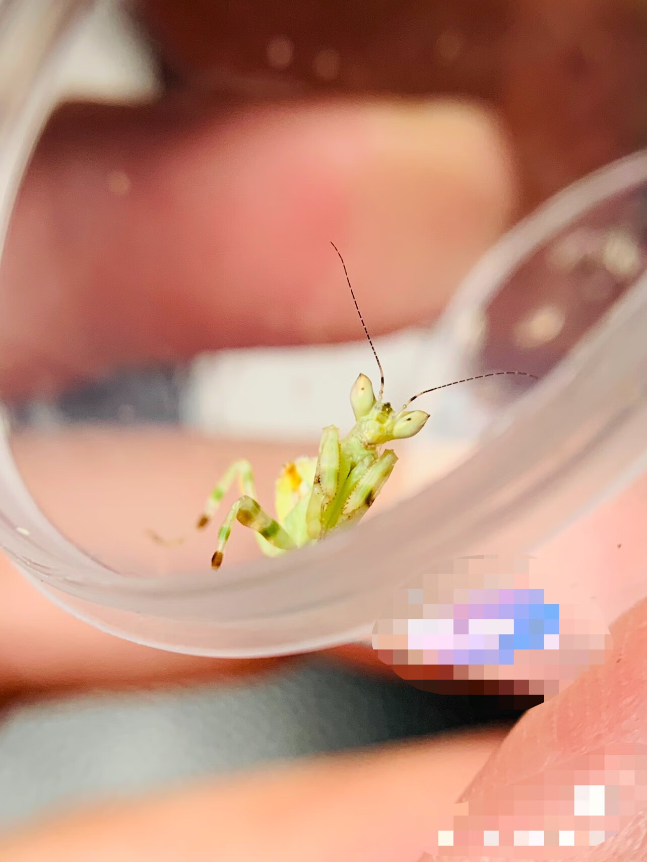 秋颖螳螂马来西亚黄花螳螂兰花螳螂小朋友微距模特 2l马来西亚黄花