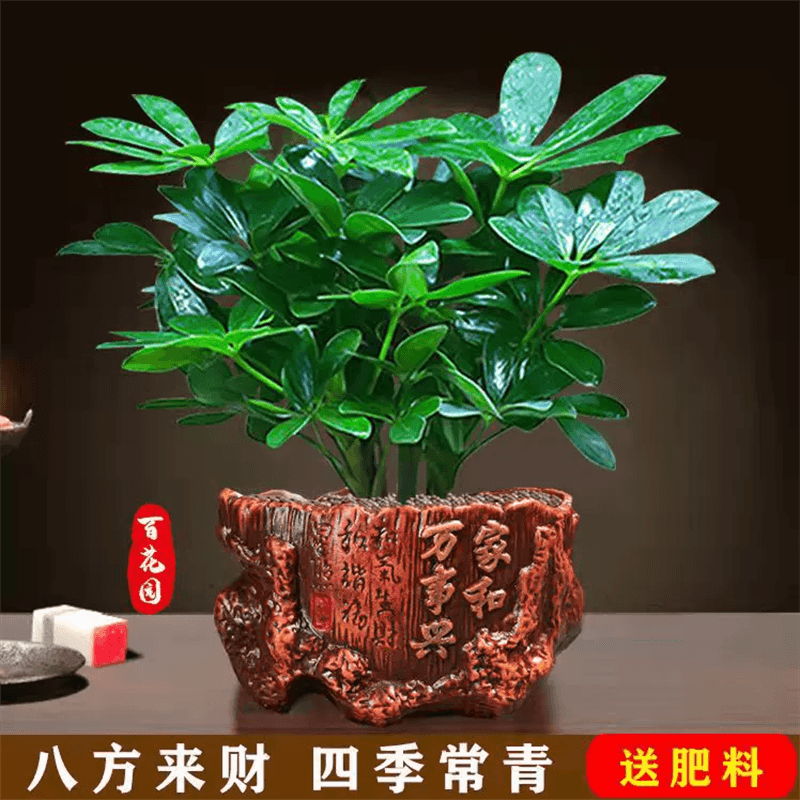 ڲ̾Ϊֹ18ֵѡߵԻֲܿﾻ ѼľҺմ衿  14.2Ԫ