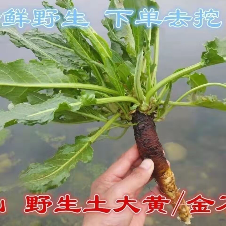 姒桀大别材 新鲜土大黄苗 现挖洋铁根牛舌草牛耳大黄羊铁根苗 2棵试种