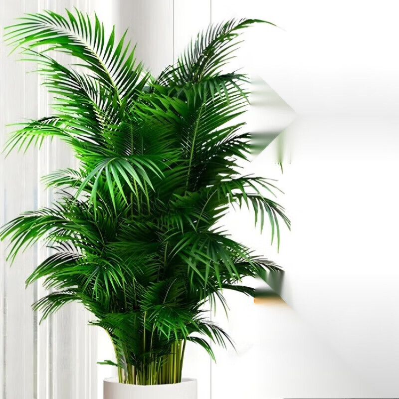 手耕田散尾葵植物盆栽客厅大型绿植室内办公室凤尾竹盆景天堂鸟花卉 散尾葵高1.3-1.6米+螺纹盆