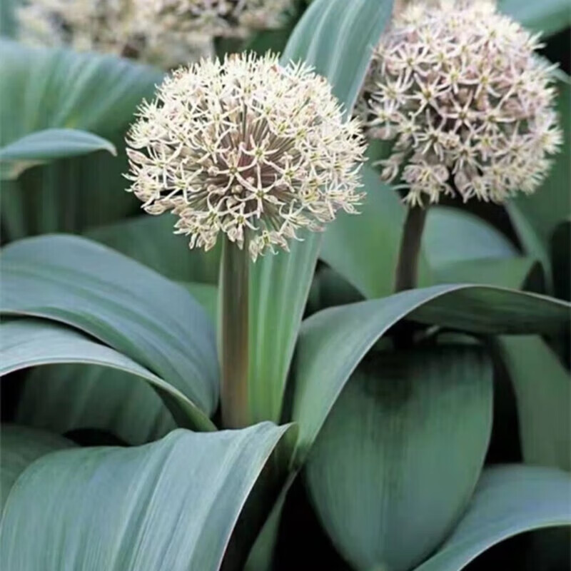 自然球四季开花进口种球多年生盆栽阳台植物苗木 宽叶葱3球12-14cm