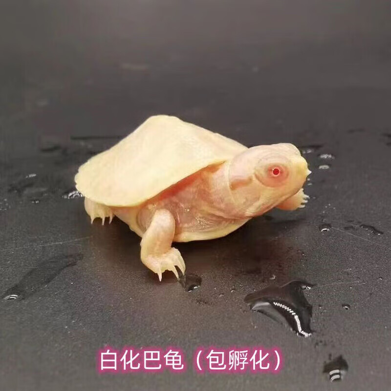 变异焦糖巴西龟彩色梵高巴西龟活体招财观赏宠物龟 白化巴西龟(受精蛋