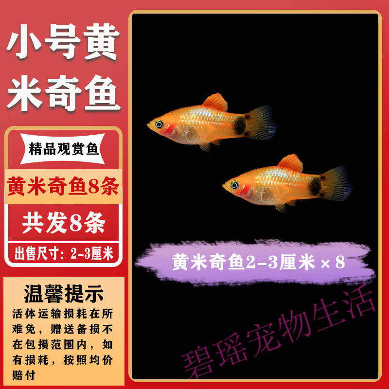 玛丽球鱼小鱼活观赏鱼小型淡水好养红黑皮球鱼孕母临产 小号黄米奇8条