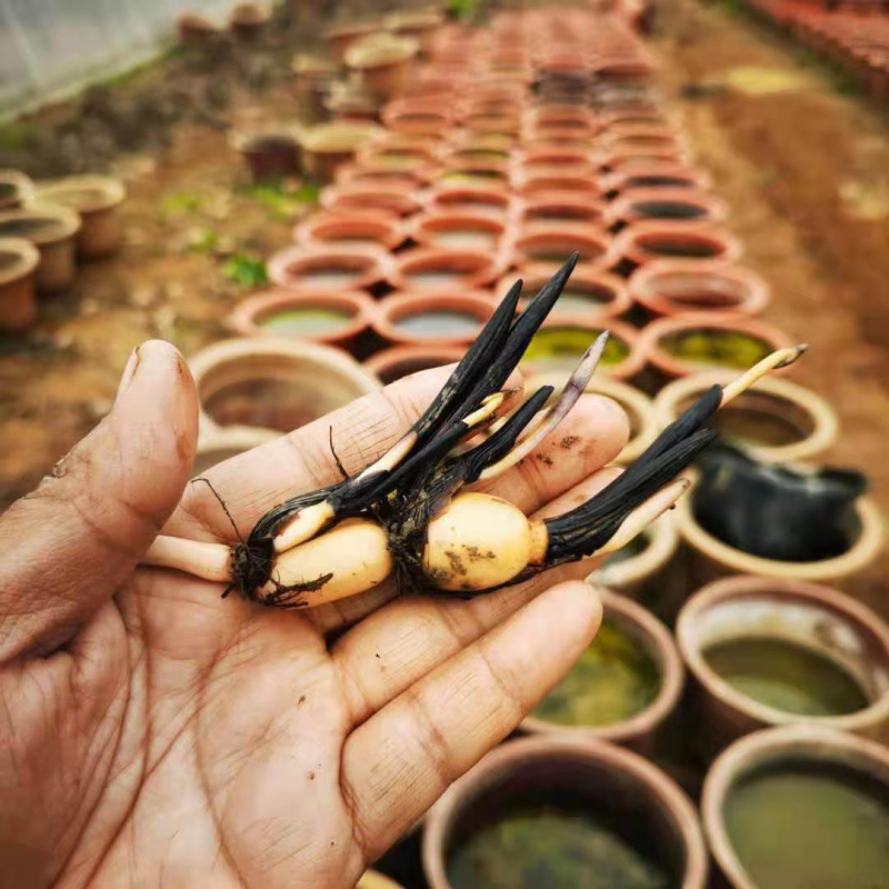 藕根茎水培植物迷你藕根茎四季睡莲小荷花小型种成品苗微型 碗莲1芽