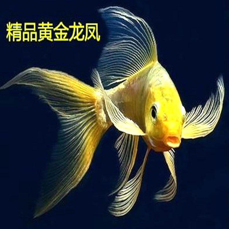 荣郁 好养好看的鱼淡水大尾巴锦鲤金鱼观赏鱼自养活鱼龙凤锦鲤短尾