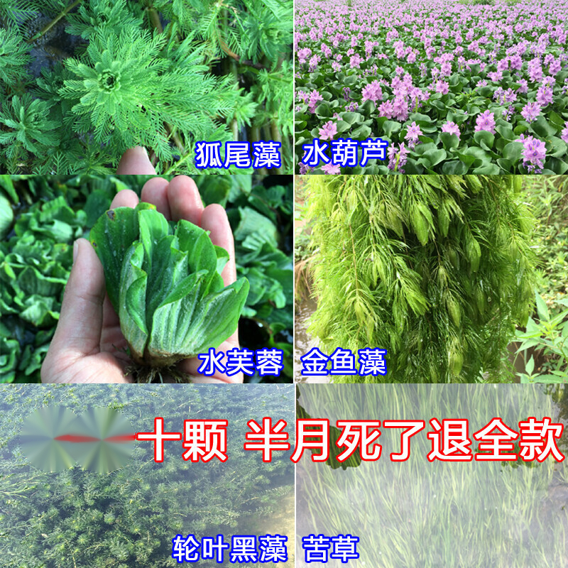 水芙蓉 相关京东优惠商品排行榜 9 价格图片品牌优惠券 虎窝购